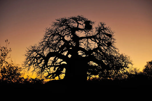 The Significance of the Tabaldi Tree in Sudanese Culture
